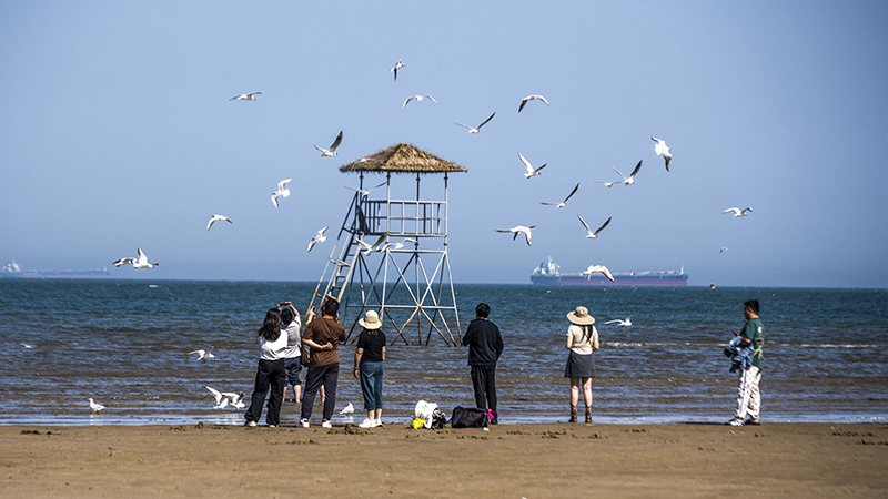 2024年5月12日，河北秦皇島，北戴河鴿子窩公園成群海鷗在天空中自由翱翔，與大海、藍(lán)天構(gòu)成了一幅美麗的畫卷。